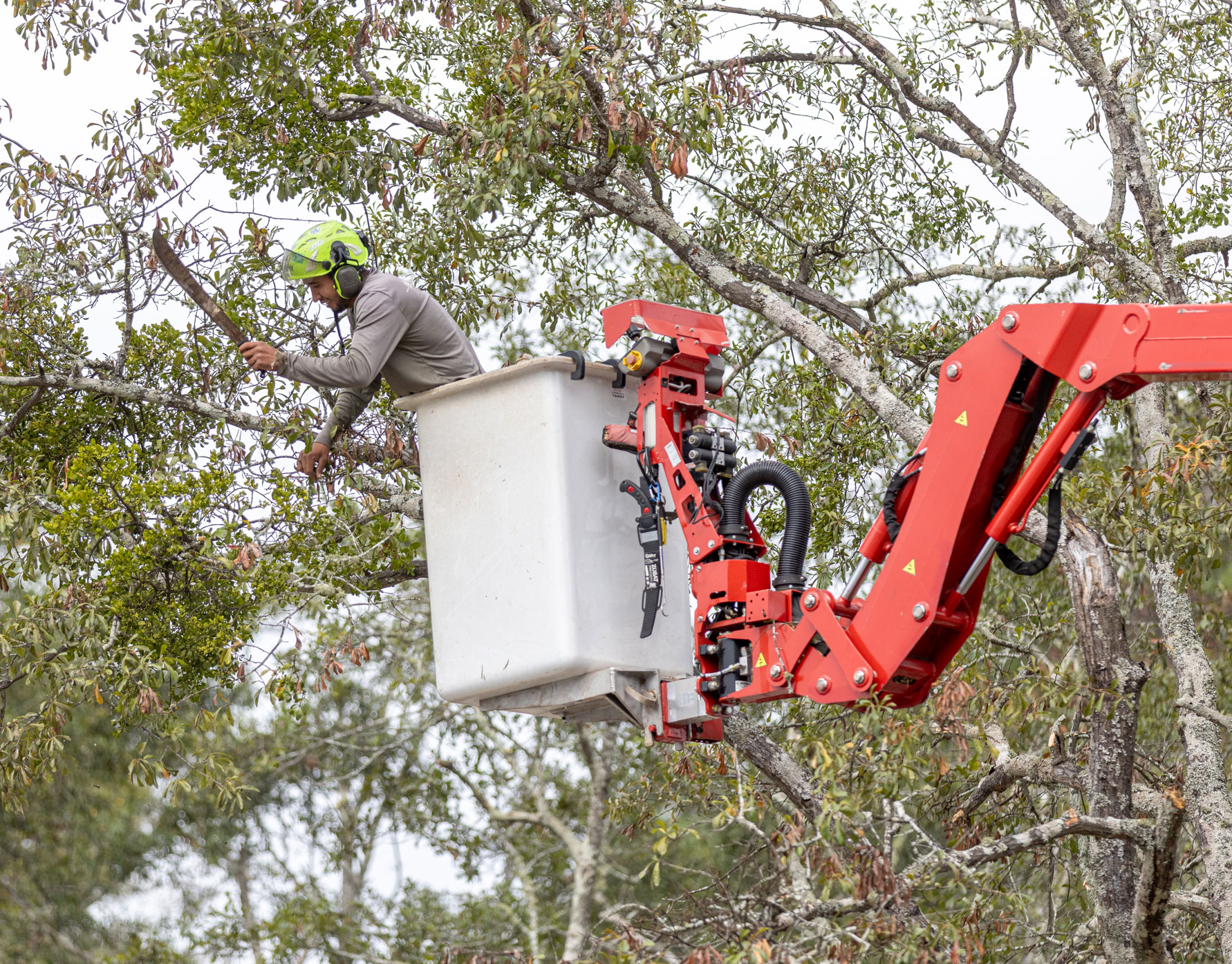 Rodriguez Tree Services tree service work