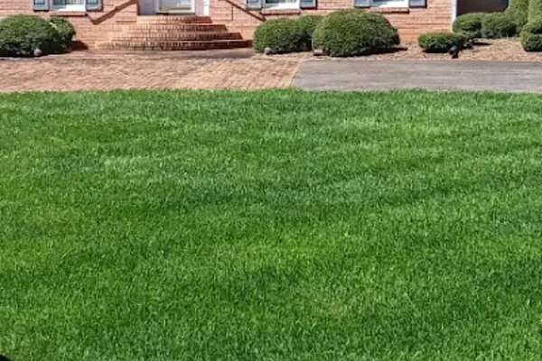 Grass Planting