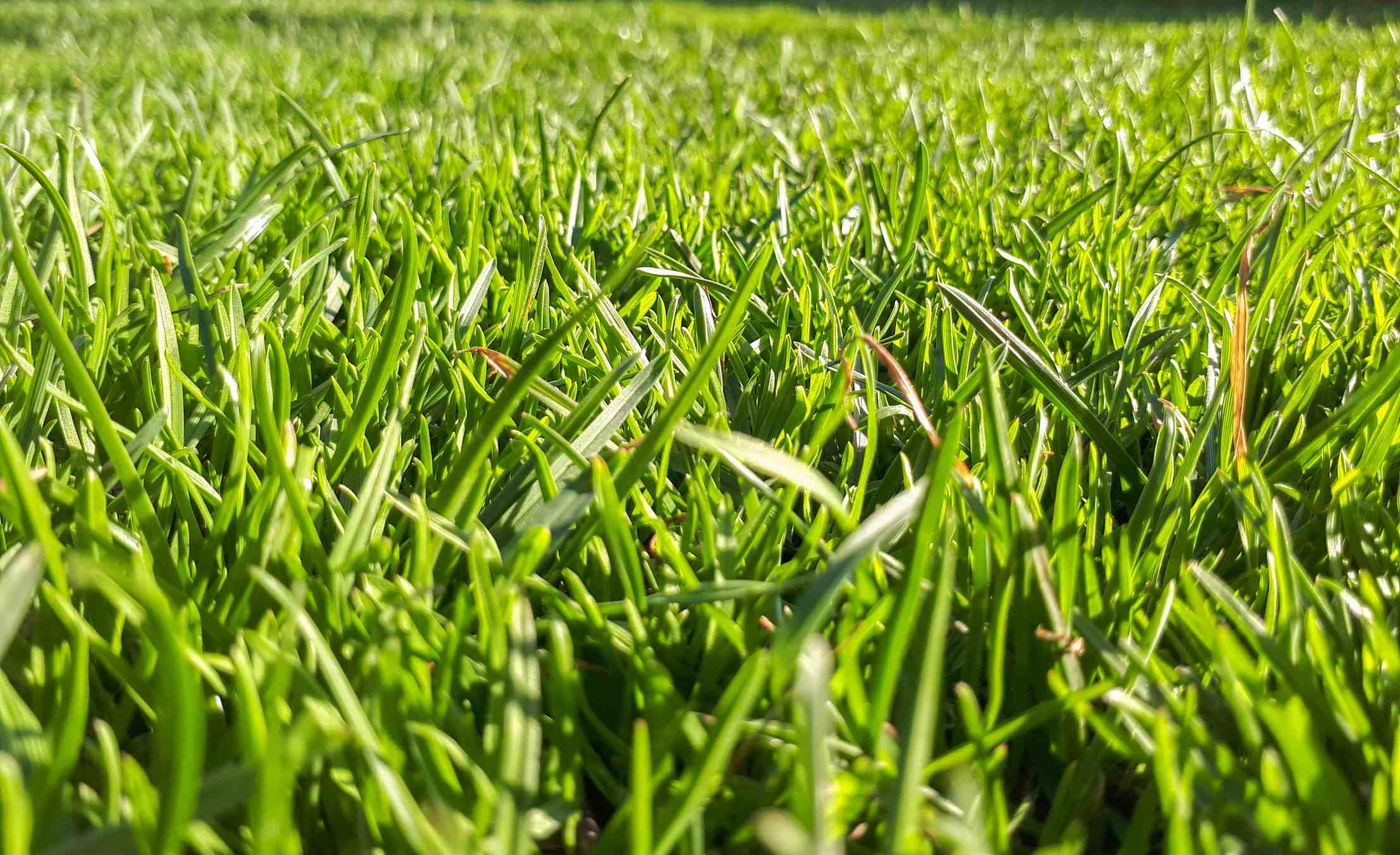 Adams Lawn Care