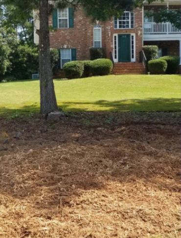 Stump Grinding After