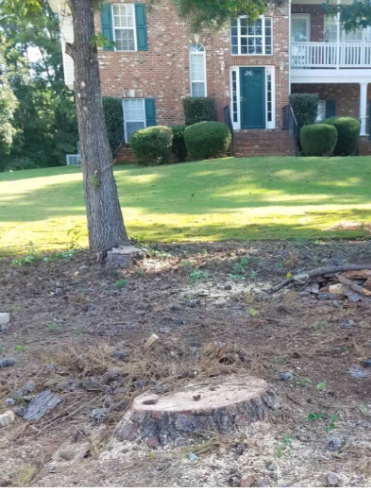 Stump Grinding Before