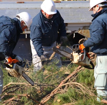 Wolf Tree Experts tree service work