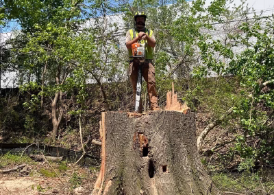 Heritage Tree tree service work