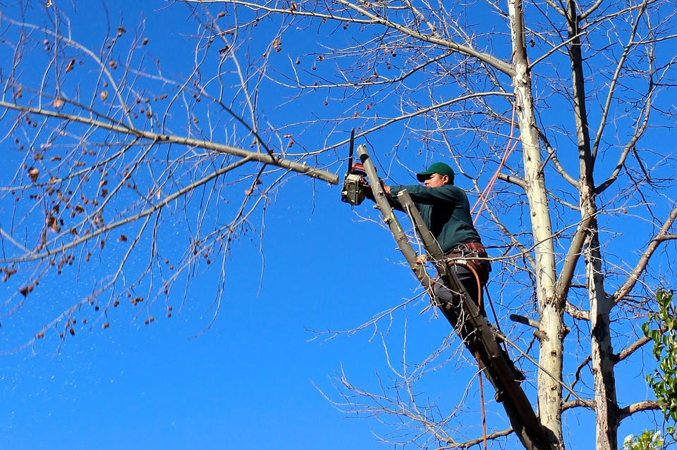 Photo of Flores Tree Service Inc.