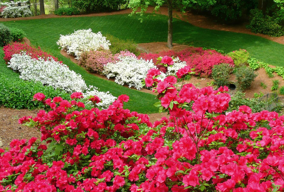 Azalea