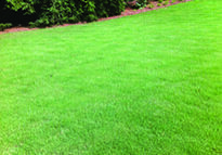 Lawn prestige