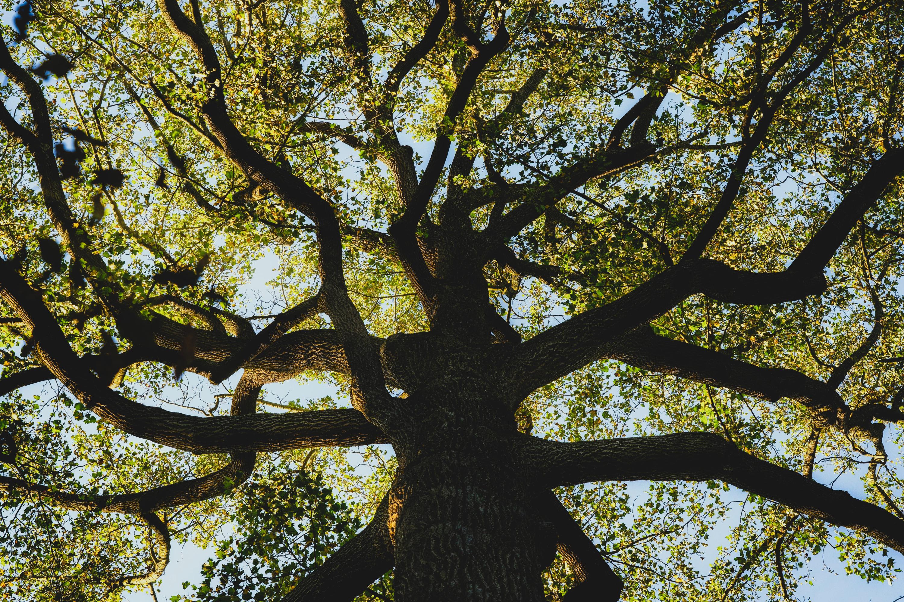 Photo of North GA Arborists