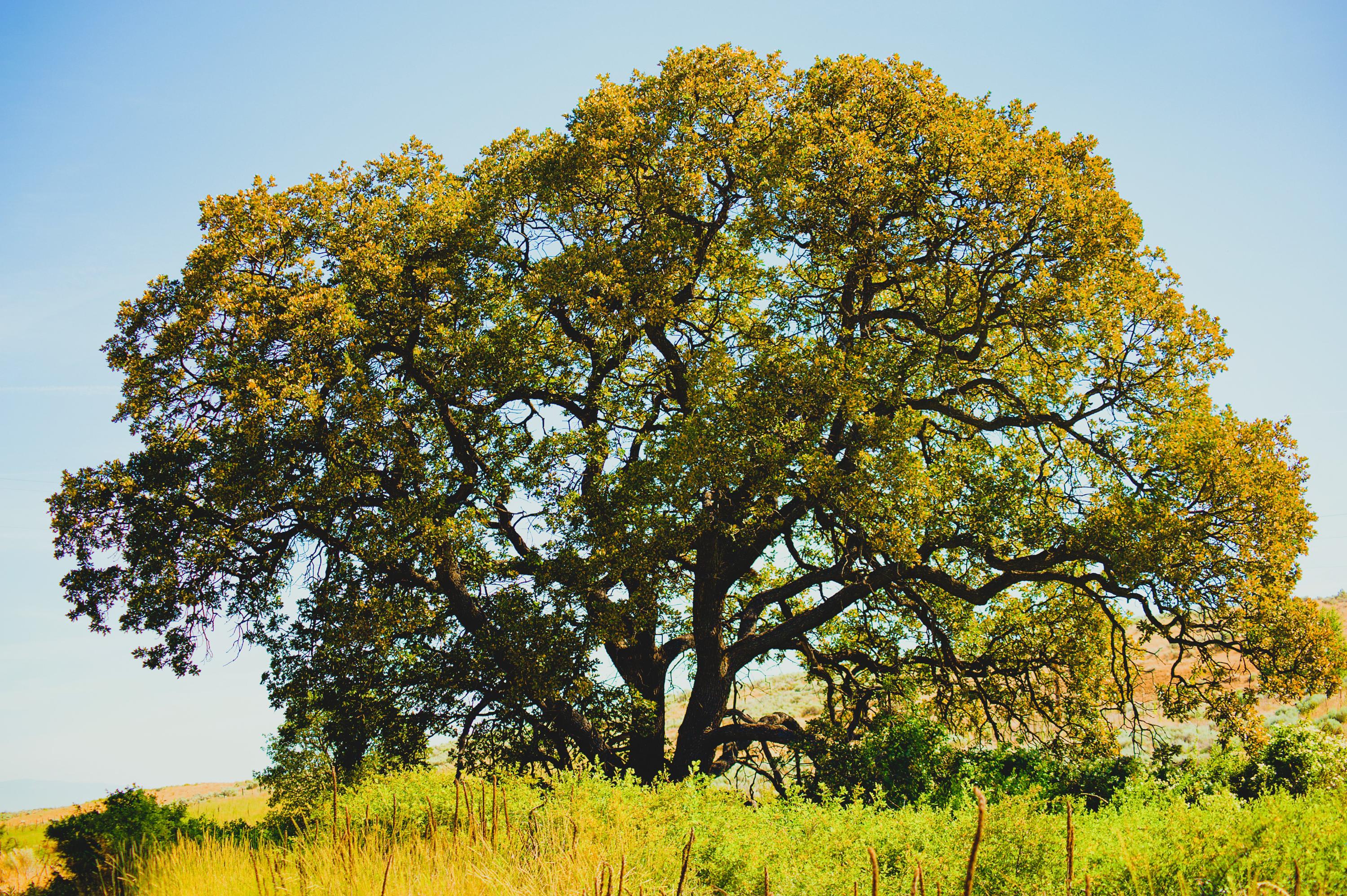 North GA Arborists tree service work