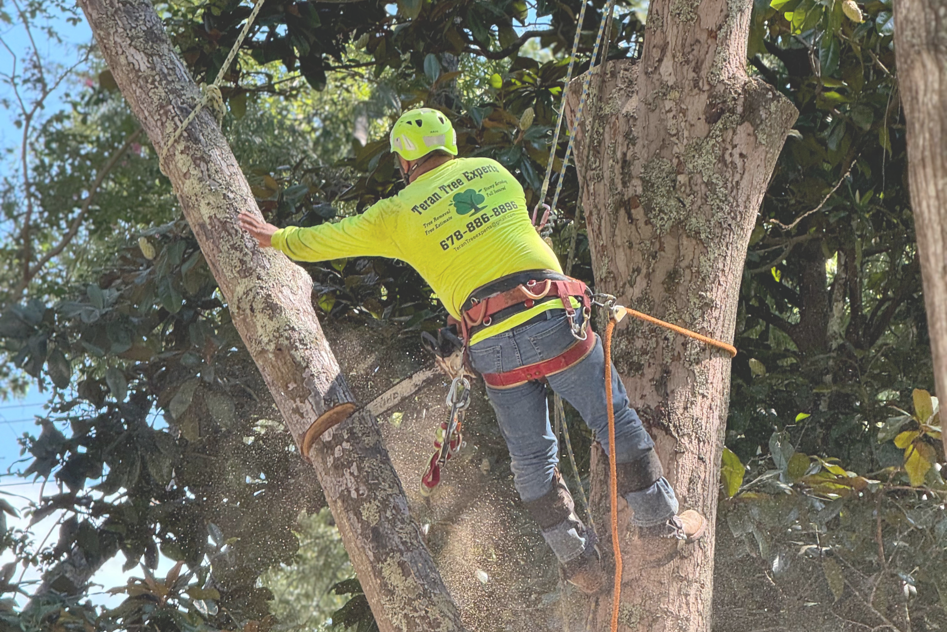 Photo of Teran Tree Experts