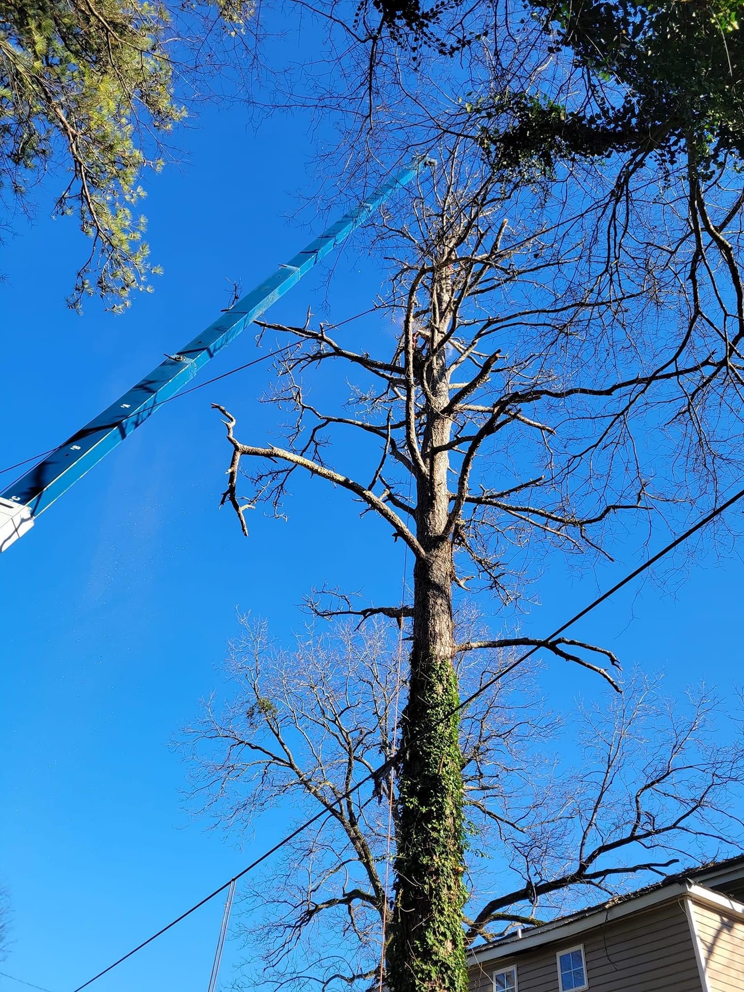 Photo of Odd Job Tree & Crane Services