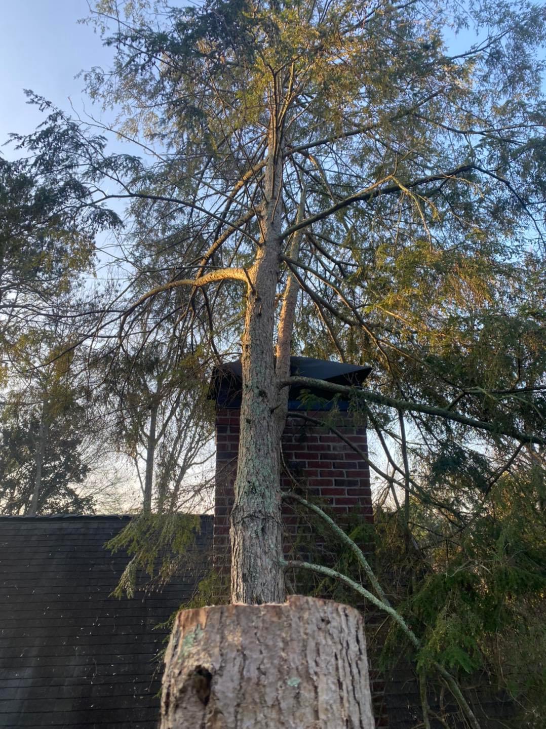 Odd job tree and crane services gallery 1920w