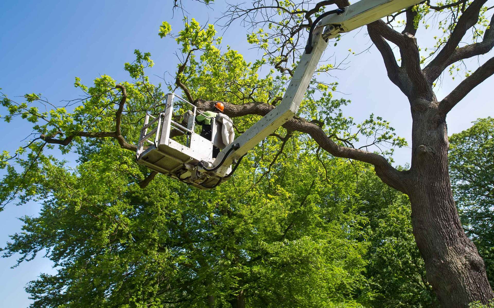 Odd job tree and crane services hero home 1920w