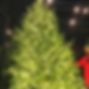 Photo of Tradition Trees (Buckhead/Sandy Springs)