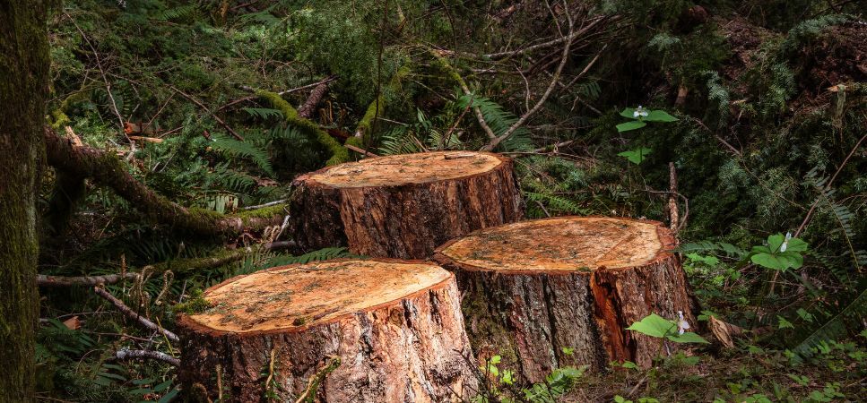 Photo of E&D Stump Grinding LLC