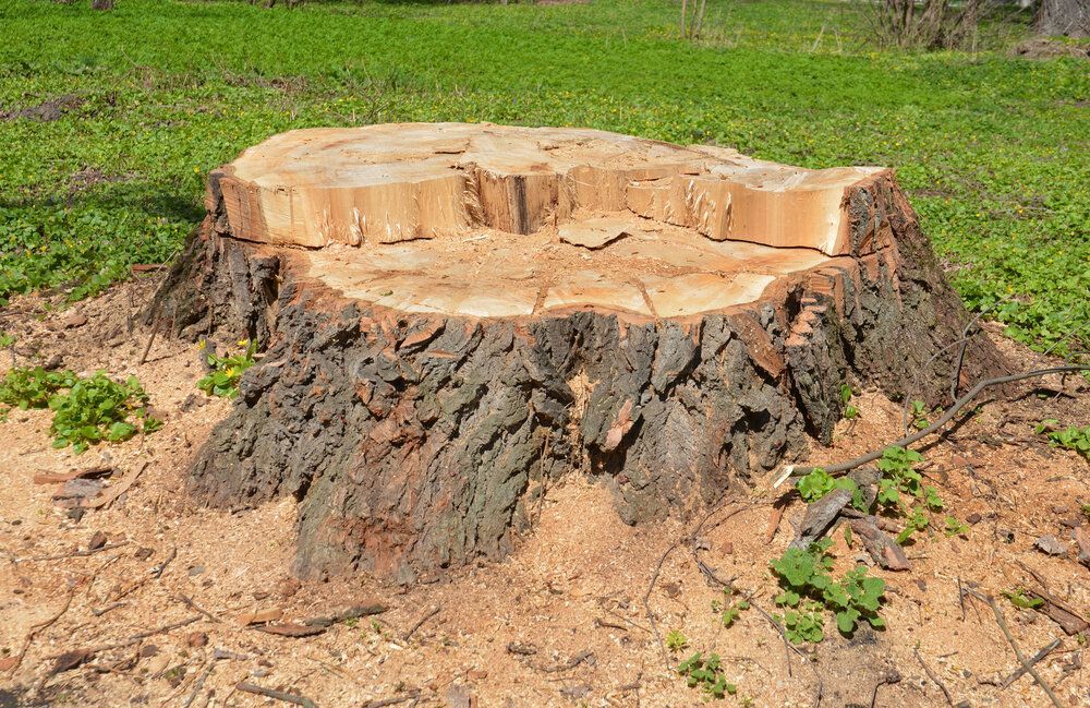 Photo of Ness Stump Grinding