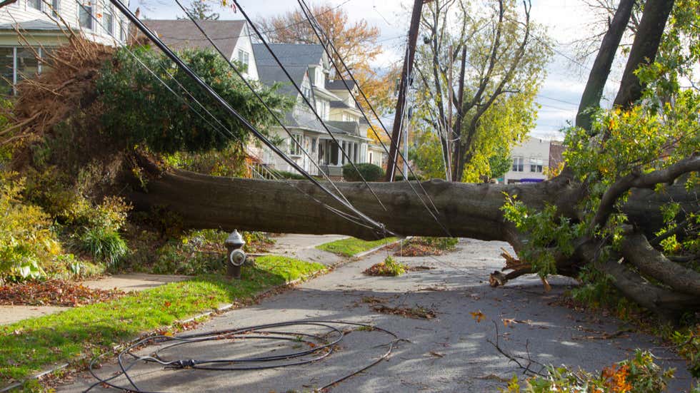 Arborist Co tree service work
