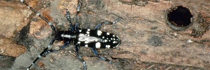Asian Beetle