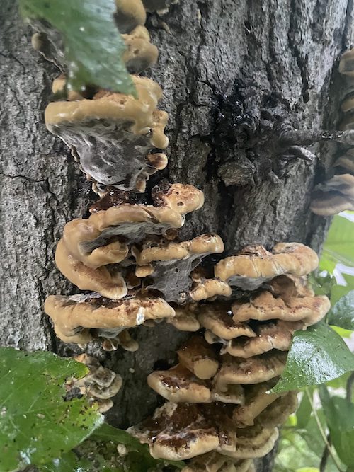 Tree Fungus