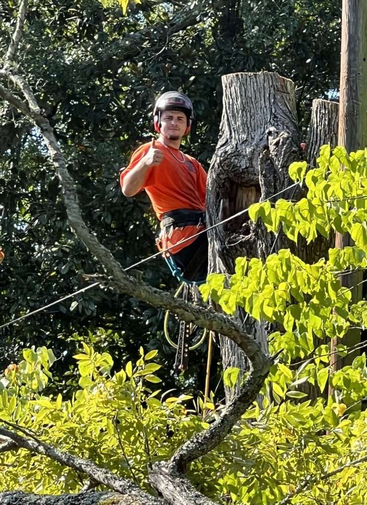 Photo of Kilmurry's Tree Service