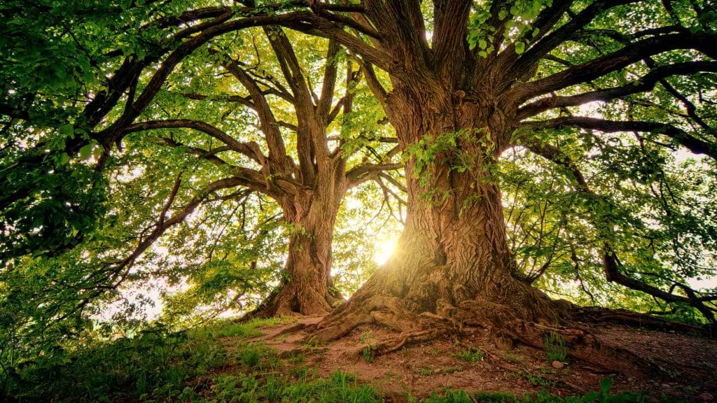 Photo of All In Tree Service of Atlanta