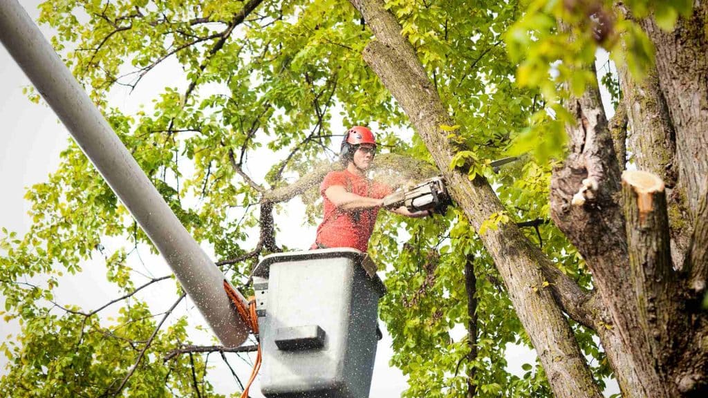 Tree Service Image