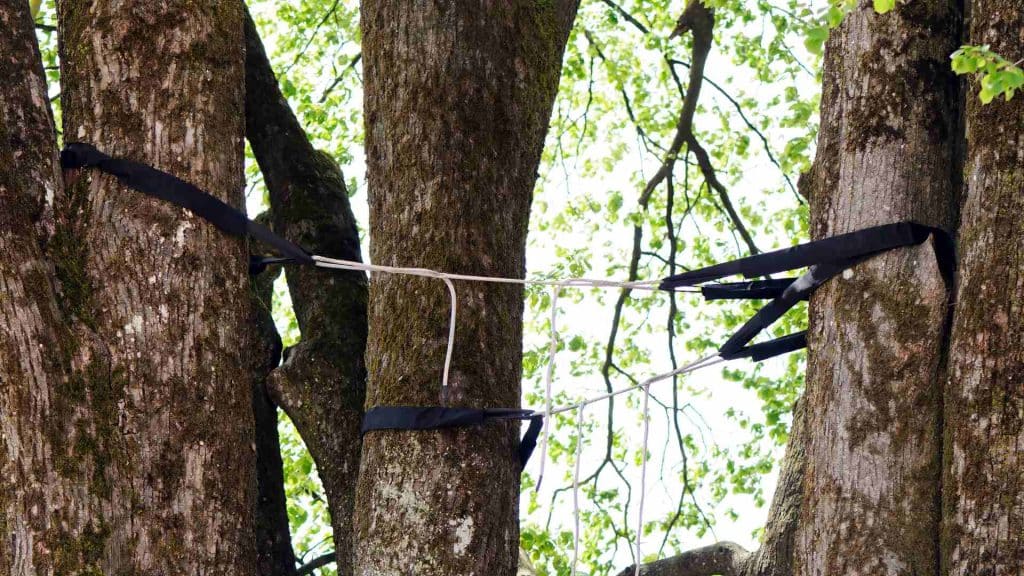 Tree Cabling Tree Bracing Image