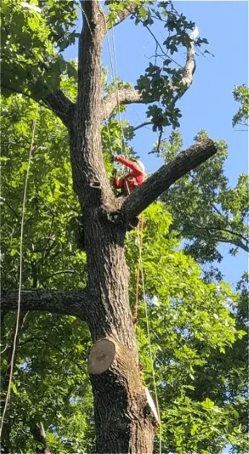Photo of Don’s Tree Service