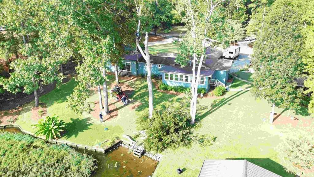 Tree service Athens GA