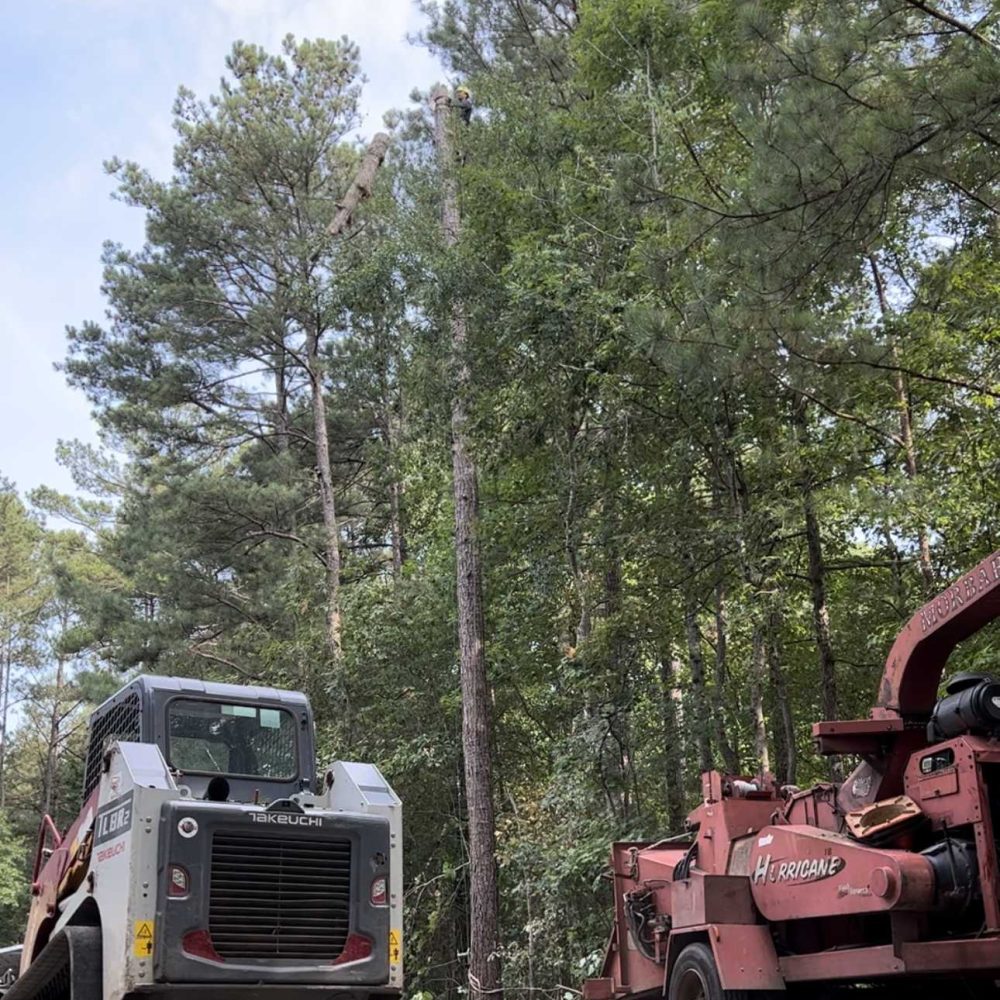 Photo of 3in1 Tree Service