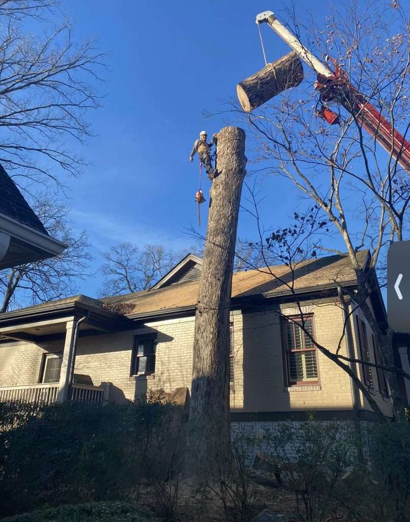 Hour tree service