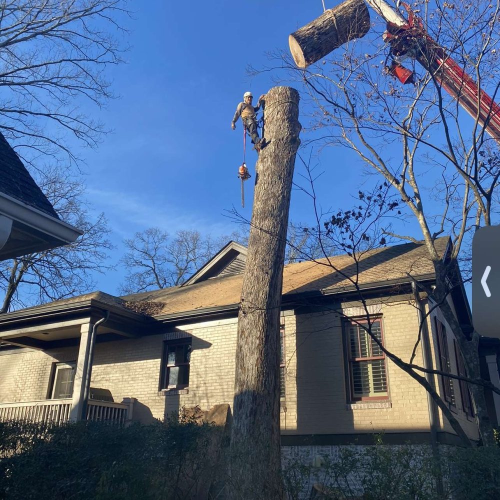 Hour tree service