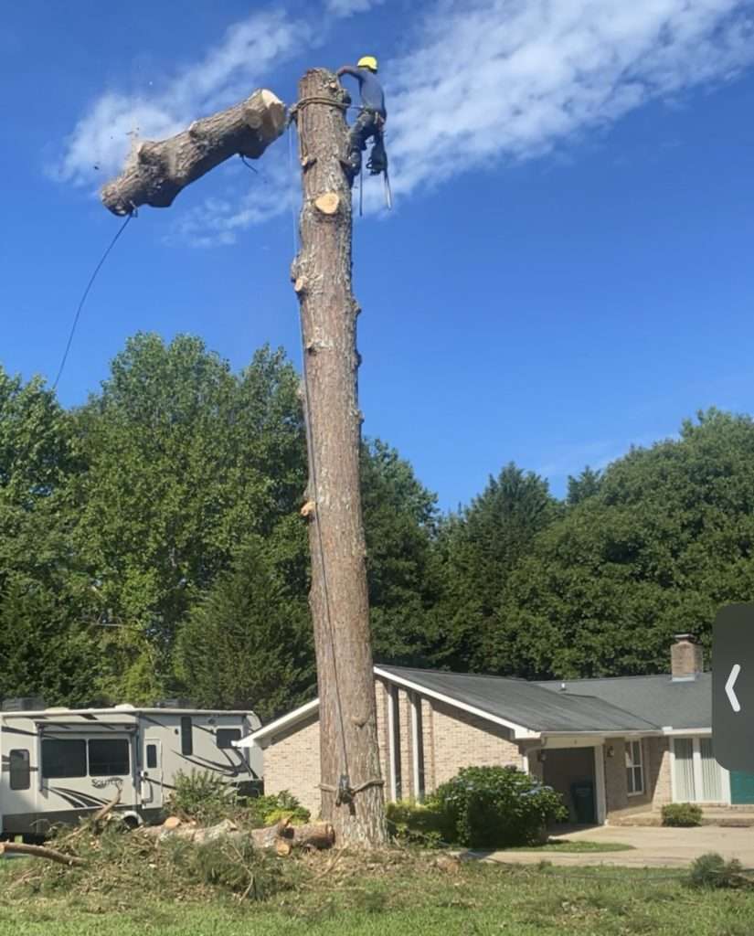 Tree service in Athens