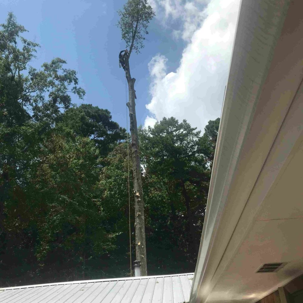 Tree service company