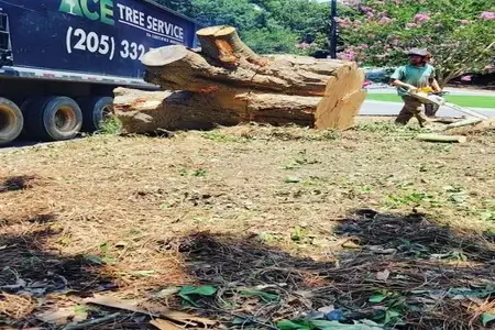 Tree removal athens ga