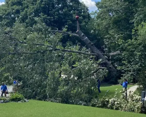 ACE Tree Service tree service work