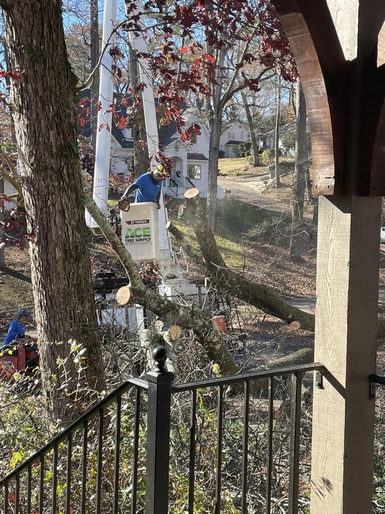 Photo of ACE Tree Service