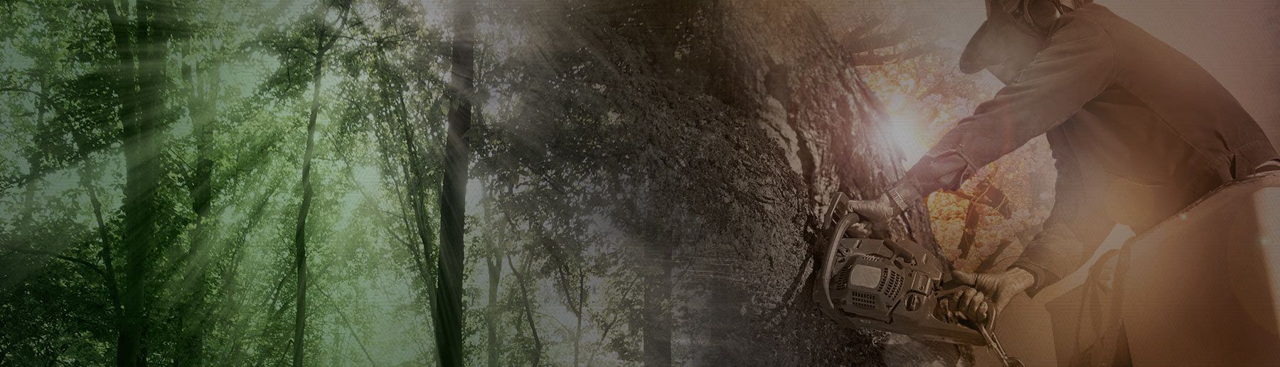 Photo of Mills Tree Experts