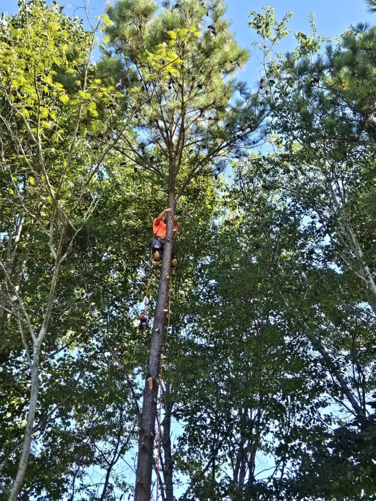 HS Tree Service tree service work