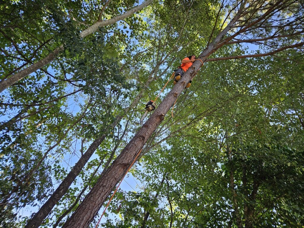 HS Tree Service tree service work