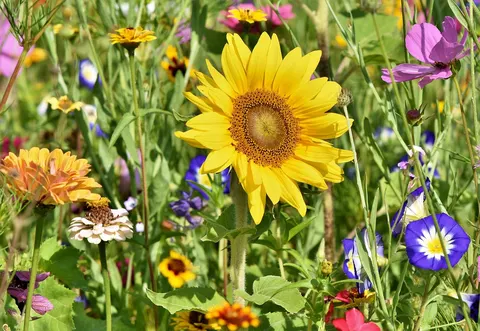 Gallery garden design