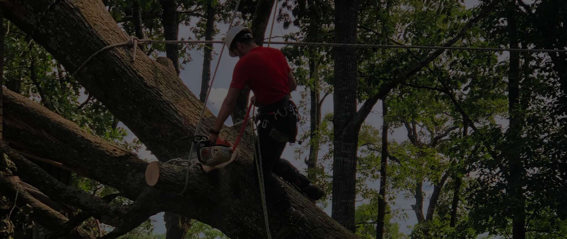 Photo of JS Woodpecker Tree Service