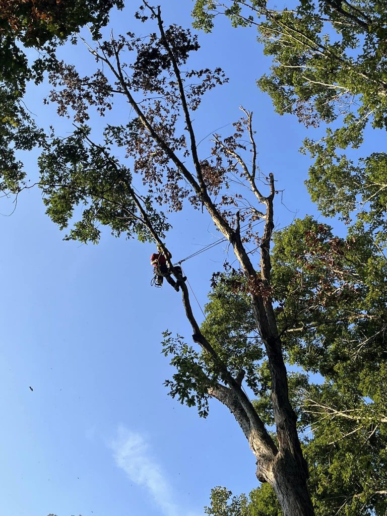 Arbor Equity LLC tree service work