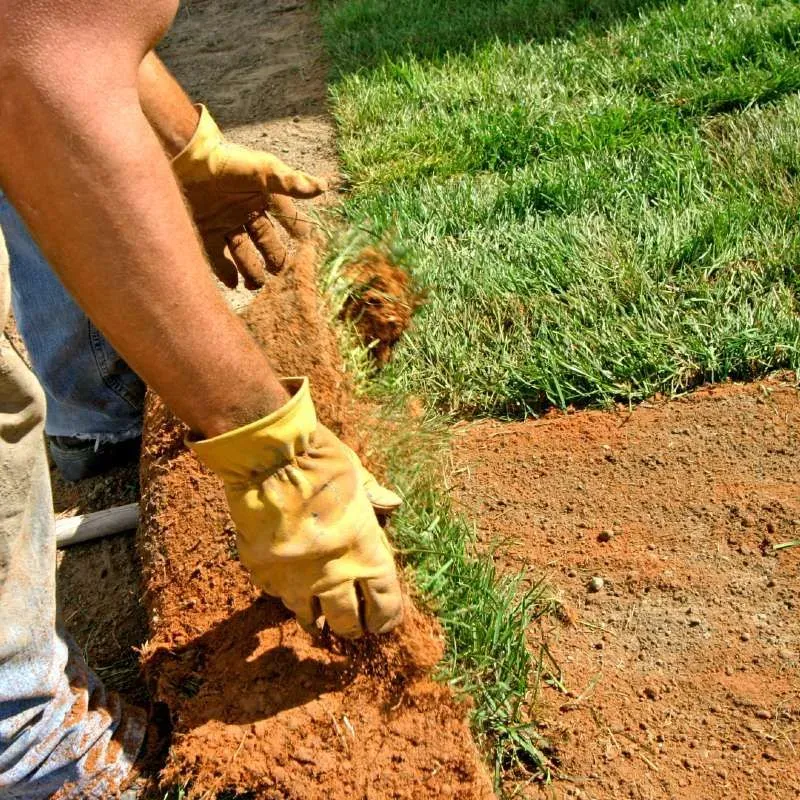 Gallery lopez tree services and 1920w