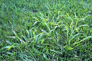 Coarse fescue