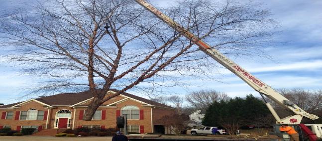 Photo of Stanley Tree And Stumpgrinding Services Inc