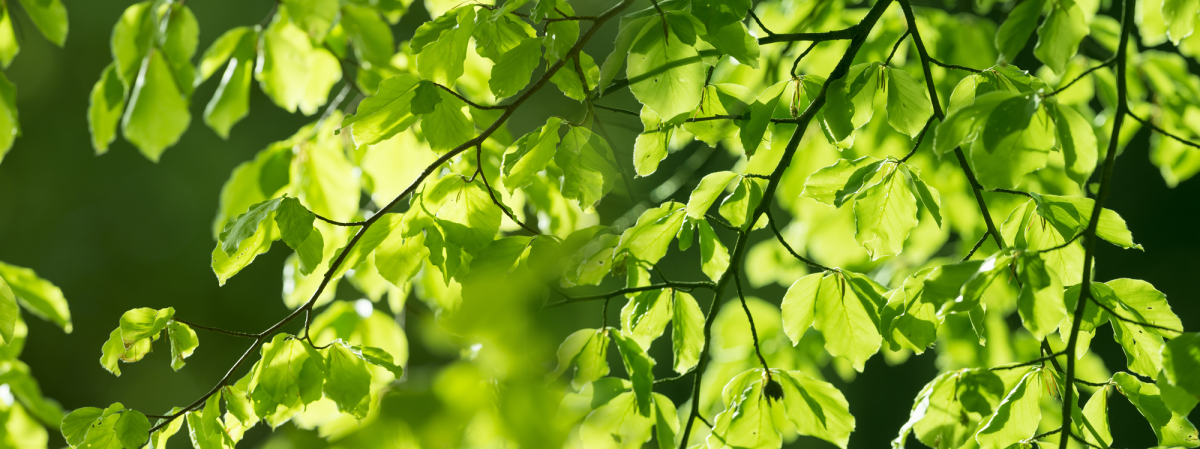 Tree Leave