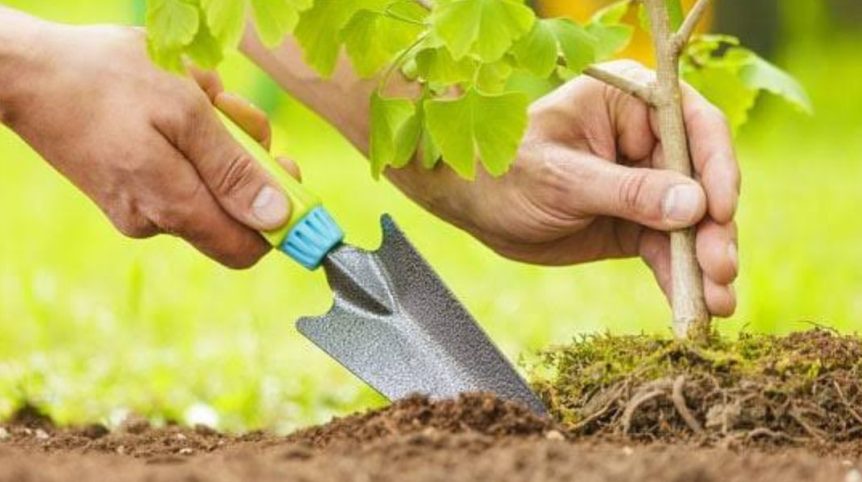When should you plant trees