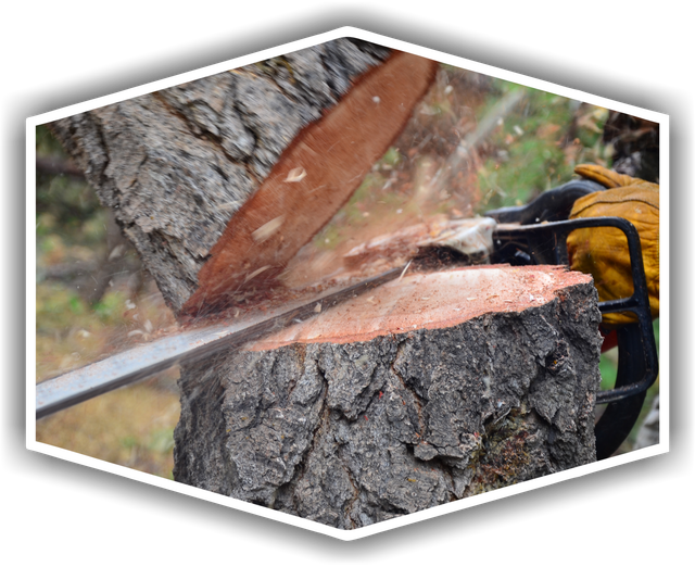 TREE+REMOVAL+ALT 640w