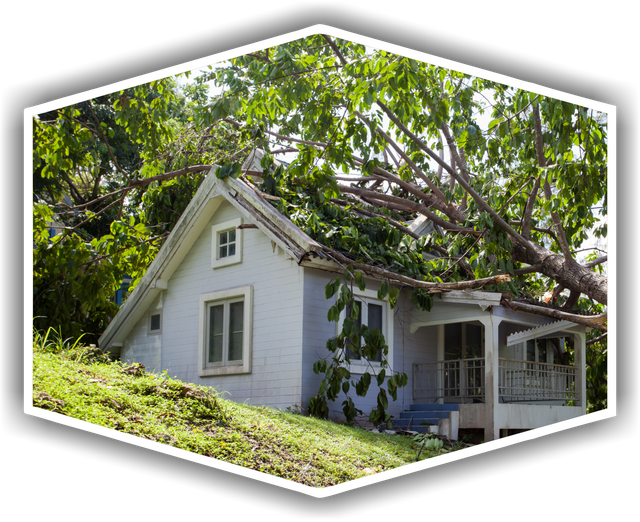 EMERGENCY+TREE+REMOVAL+ALT 640w