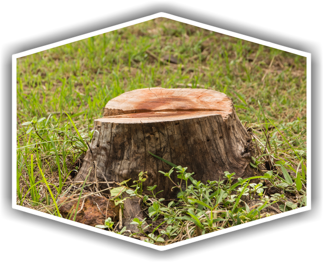 Photo of Foster's Tree Service